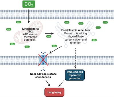 Mechanisms of Hypercapnia-Induced Endoplasmic Reticulum Dysfunction